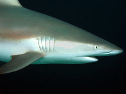 Grey reef shark, Truk Lagoon by Mitch Bowers 